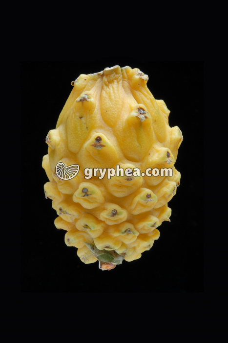 Pitaya jaune - gryphea.com